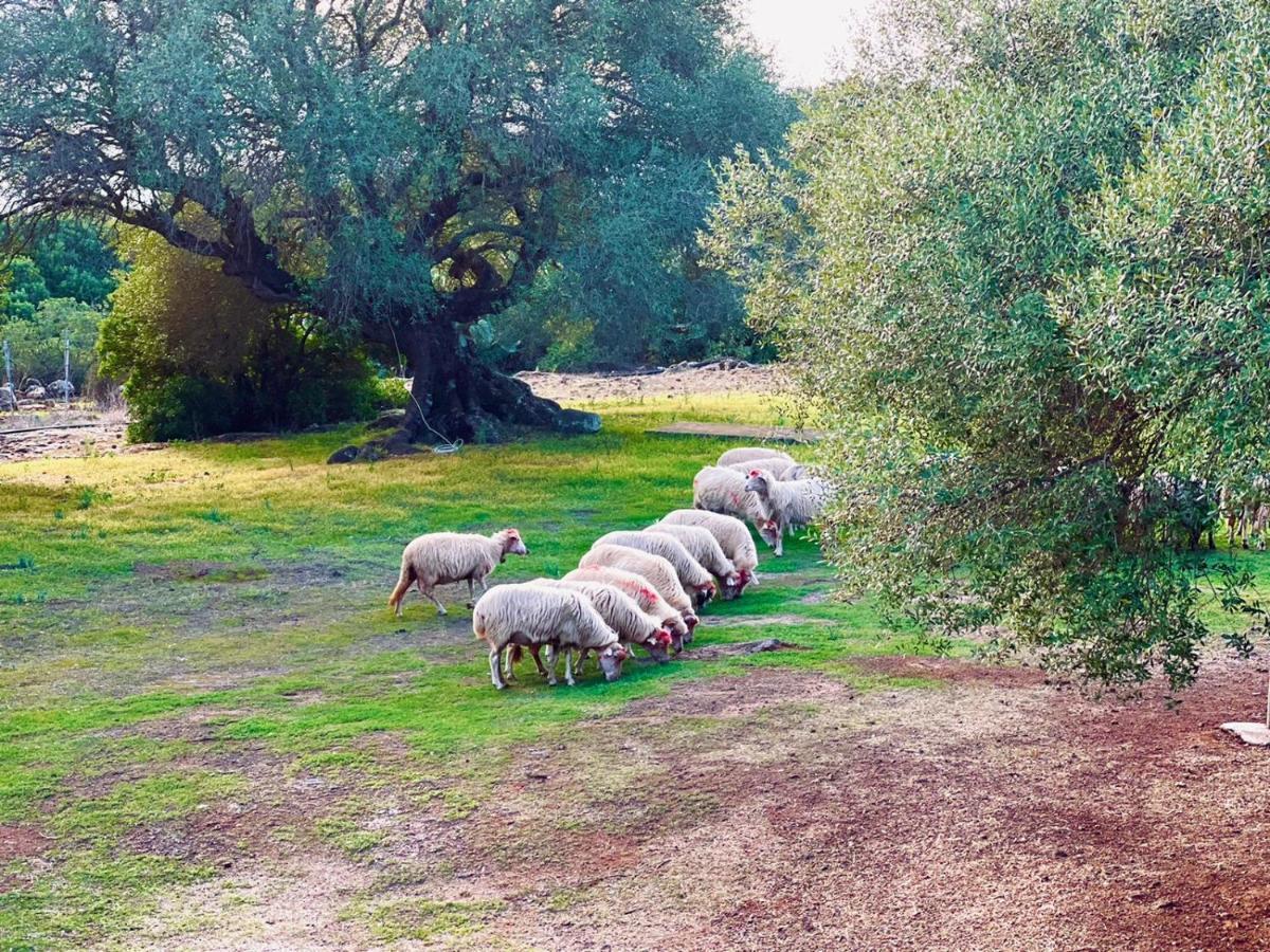 Agriturismo Conca' E Janas Dorgali Extérieur photo